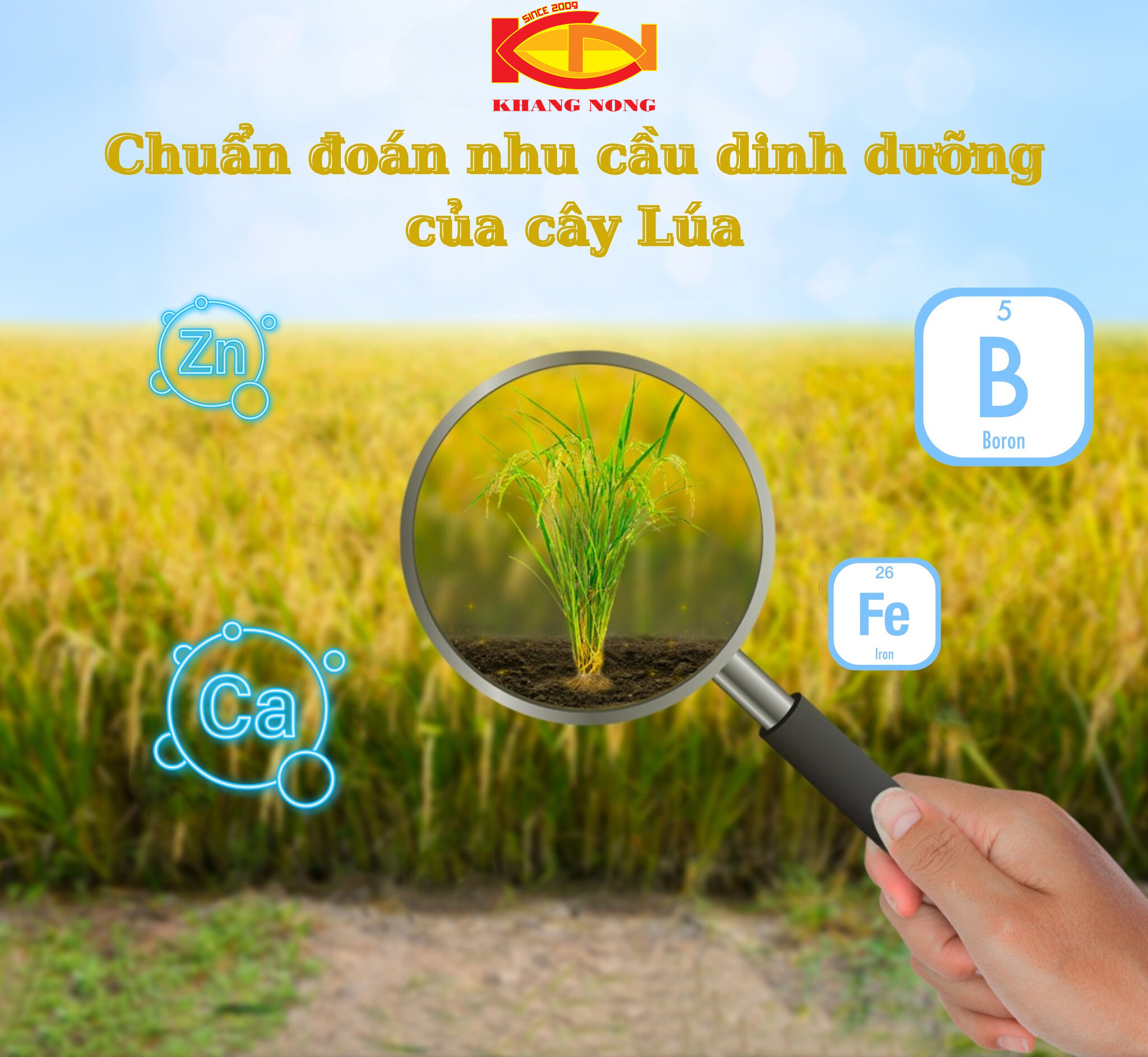  ✅CHẨN ĐOÁN NHU CẦU DINH DƯỠNG TRUNG VÀ VI LƯỢNG CỦA CÂY TRỒNG